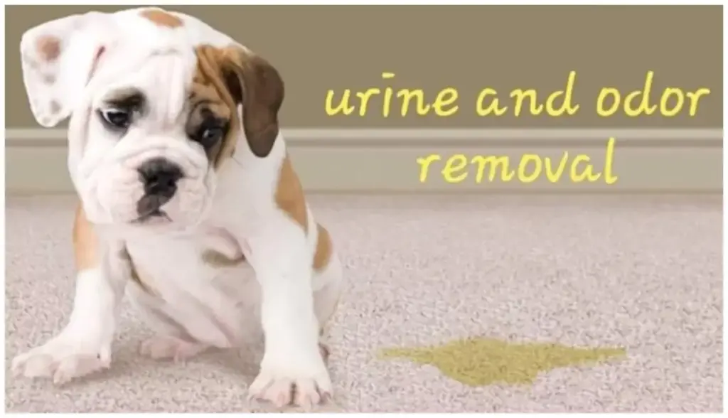 puppy peed urine on carpet