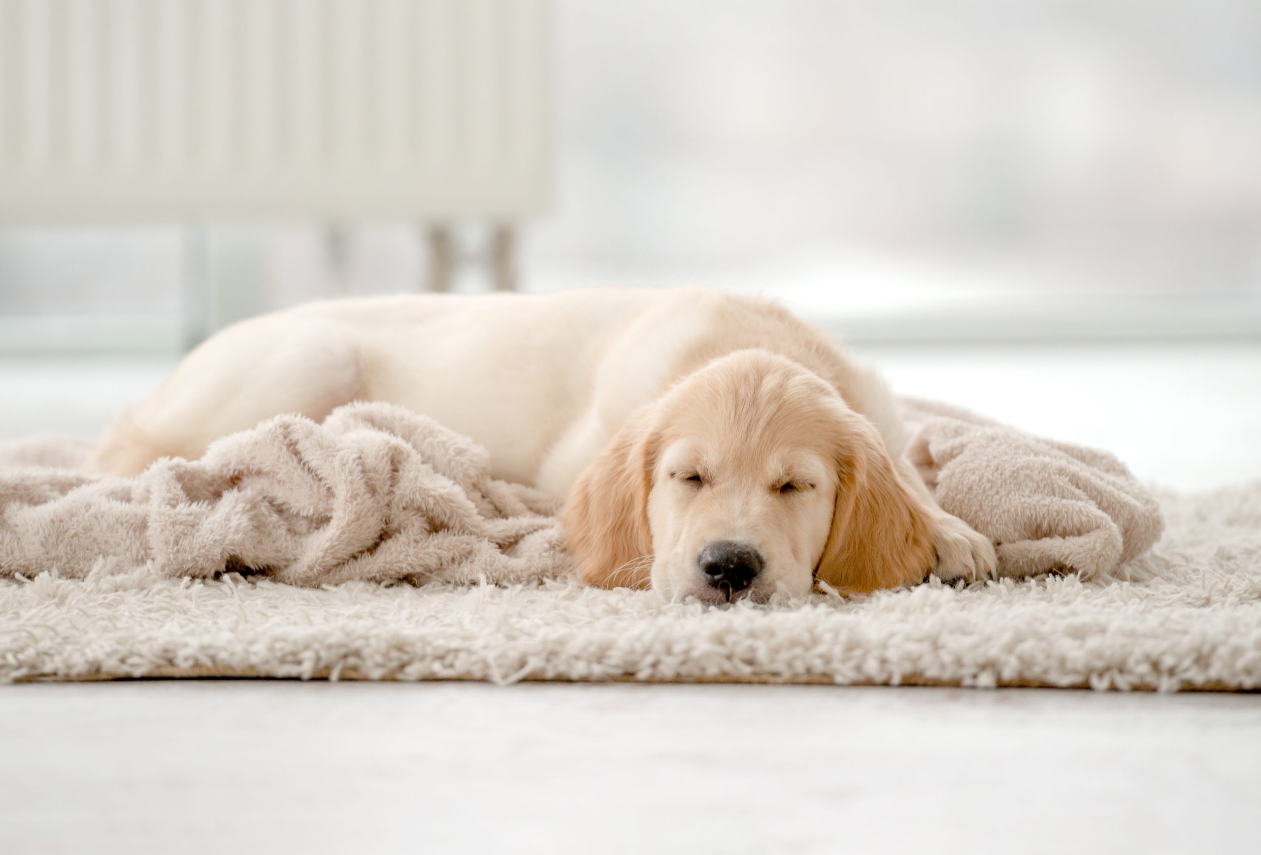 dog on rug urine