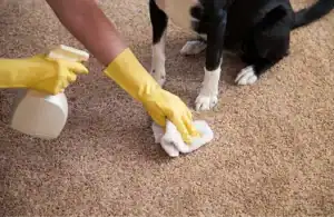 Pet stain and odor removal service in San Antonio