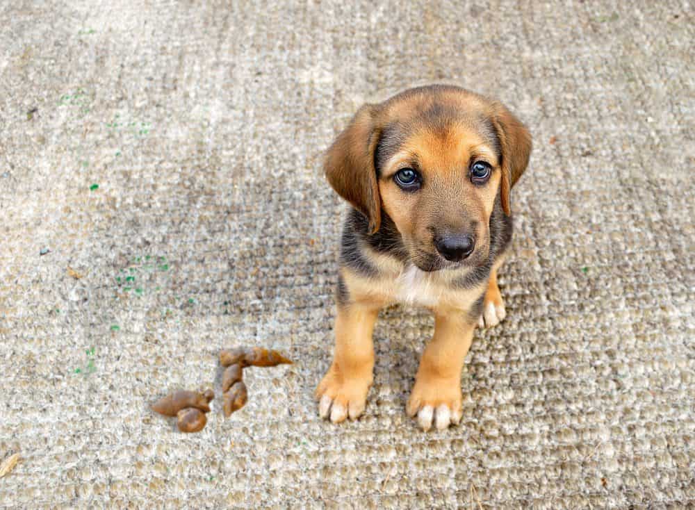 pet urine spot removal in san antonio